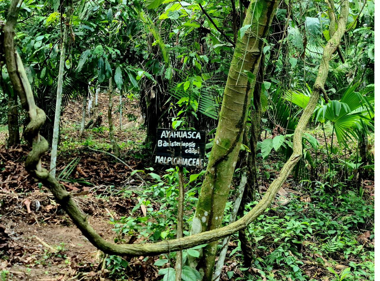 Liana de Banisteriopsis caapi en su hábitat natural en la selva amazónica