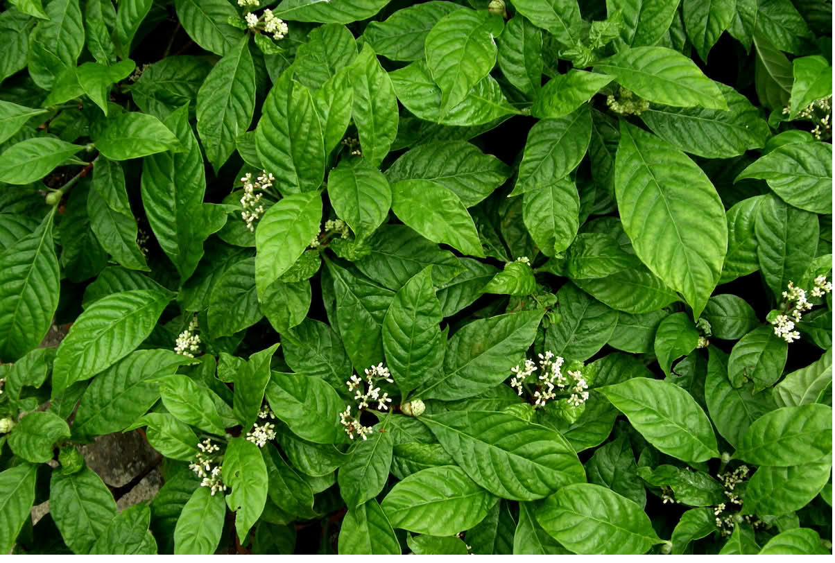 Hojas de Psychotria, planta del mismo género que la chacruna