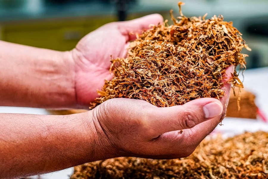 Hojas de tabaco amazónico secas sostenidas en la mano, materia prima del mapacho
